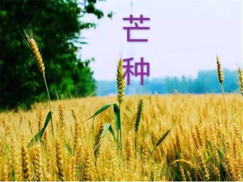 什么是二十四節(jié)氣——芒種？